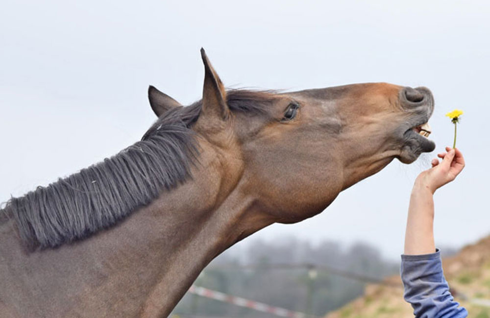 EIn Pferd reckt den Kopf nach einer Löwenzahnblüte